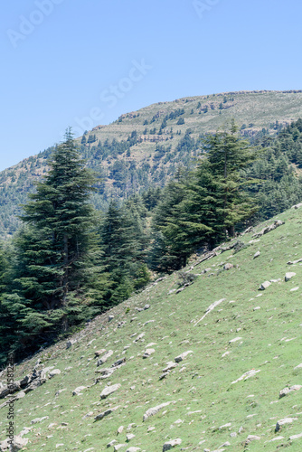 Scenic View from Chelia National Park. Atlas Cedar Forest (Cedrus Atlantica) in Mount Chelia in the Aures mountains in Algeria photo