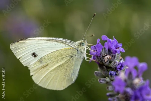 Obraz Papillon piéride du chou