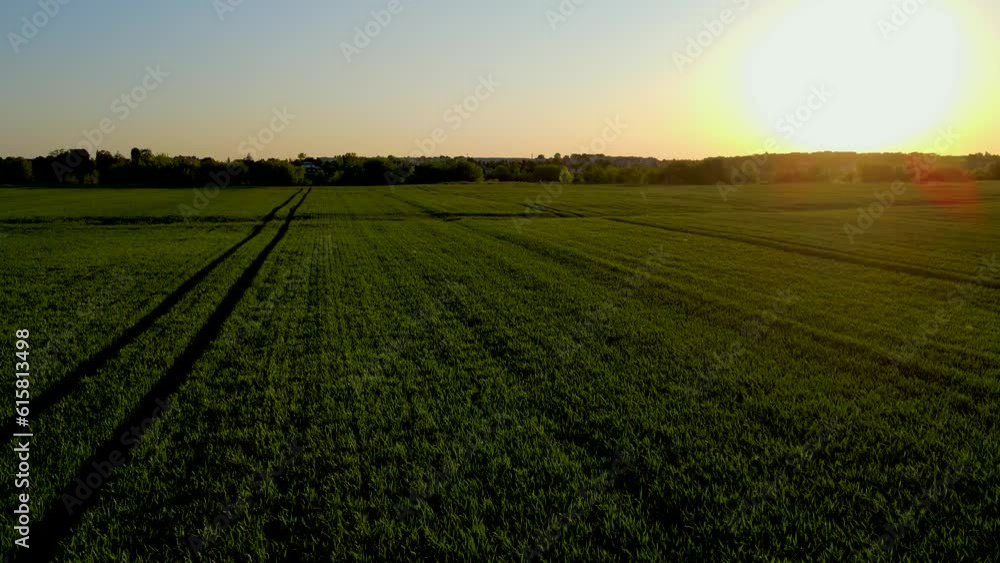Growing green wheat field at sunset. Work in agronomic farm and production organic eco bio food Growing green wheat field at sunset. Work in agronomic farm and production organic eco bio food