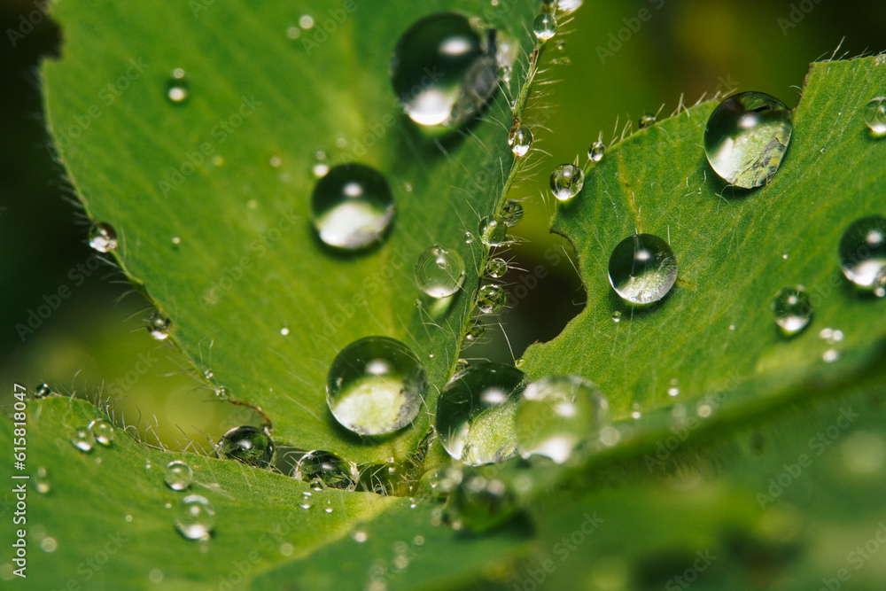 Raindrops on fresh green leaves on a black background. Macro shot of water droplets on leaves. Waterdrop on green leaf after rain. Wet summer forest, freshness
