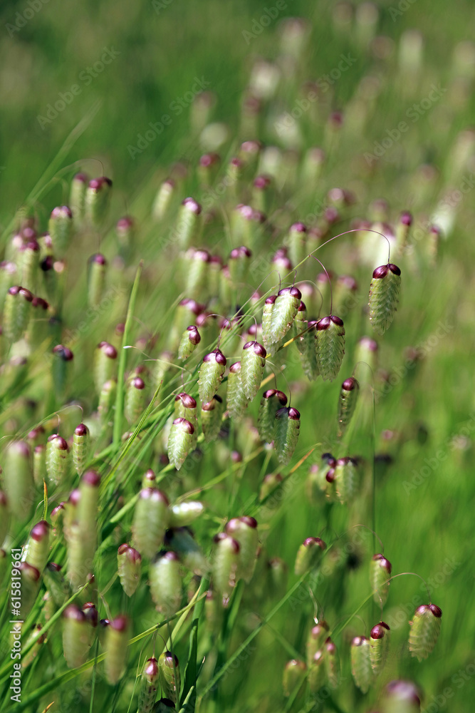 Macro image of Greater Quaking grass panicles, Somerset, England
Macro image of Greater Quaking grass panicles, Somerset, England