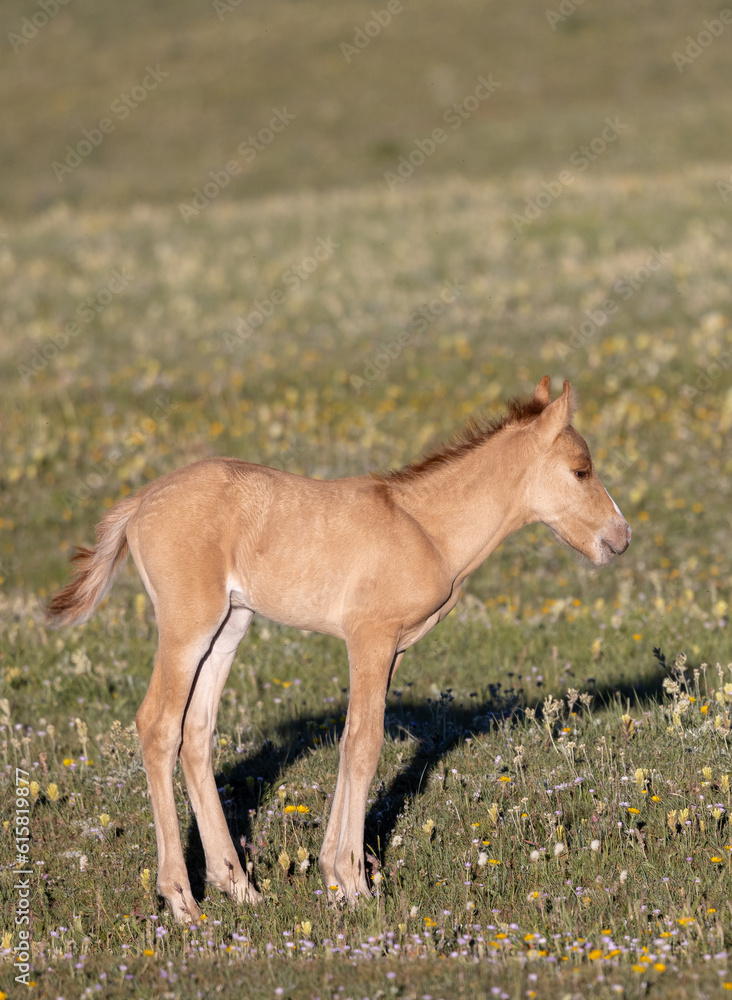 Cute Wild Horse Foal in the Pryor Mountains Montana in Summer Cute Wild Horse Foal in the Pryor Mountains Montana in Summer