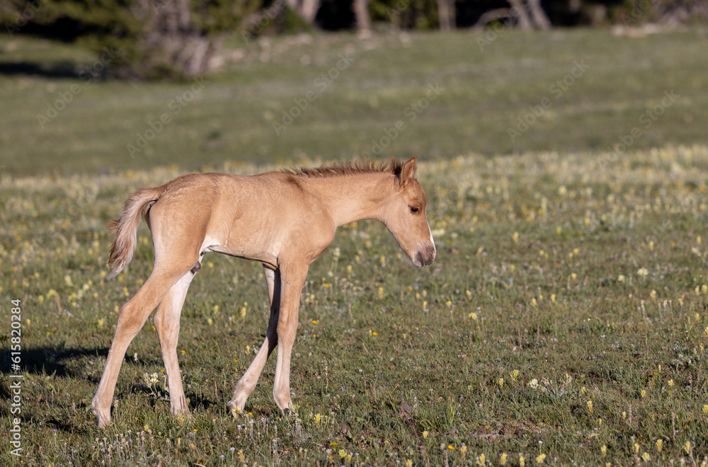 Fototapeta premium Cute Wild Horse Foal in the Pryor Mountains Montana in Summer