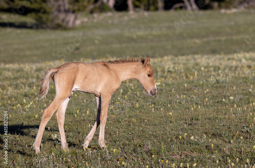 Fototapeta Naklejka Na Ścianę i Meble -  Cute Wild Horse Foal in the Pryor Mountains Montana in Summer
