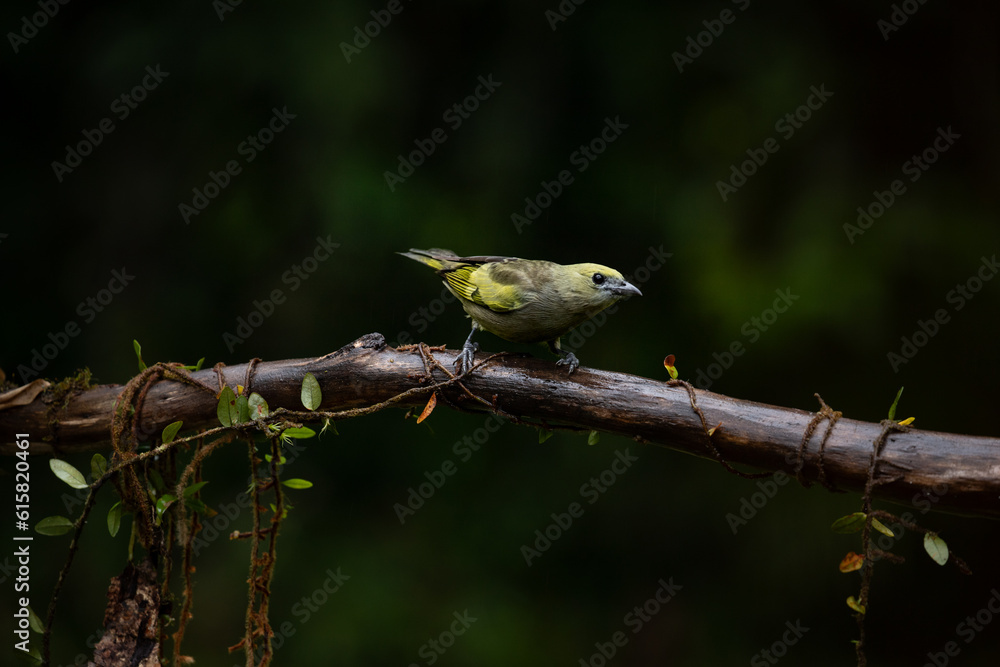 Obraz premium Green jean bird. The palm tanager (Thraupis palmarum) in Atlantic Forest, Brazil.
