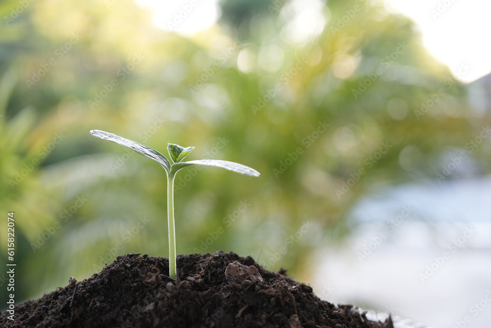 Small tree sprout growing closeup Small tree sprout growing closeup