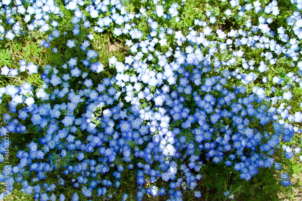 Blue nemophila field and human figures