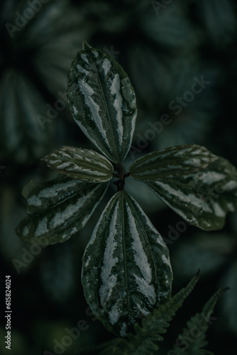 Planta verde en jardin botanico