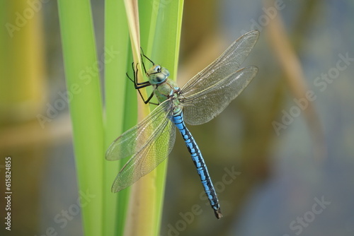 male emperor dragonfly (Anax imperator) photo