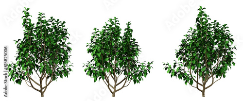 Green tree parrotia persica on transparent background, png plant, 3d render illustration.