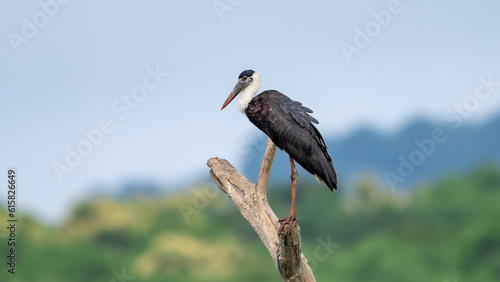 Asian woolly-necked stork (Ciconia episcopus) photo