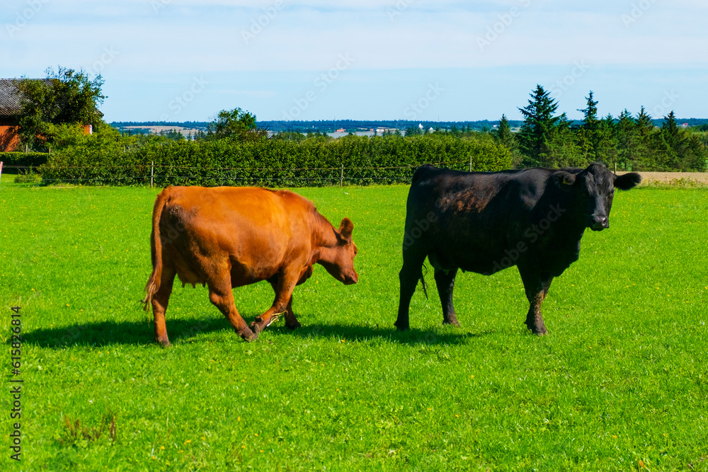 デンマークの牧場の牛 Stock 写真 Adobe Stock