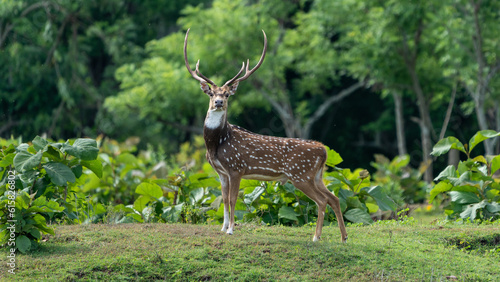 Fotografie Stag or chital (Axis axis) also known as the spotted deer