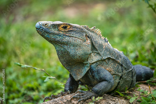 Green Iguana 