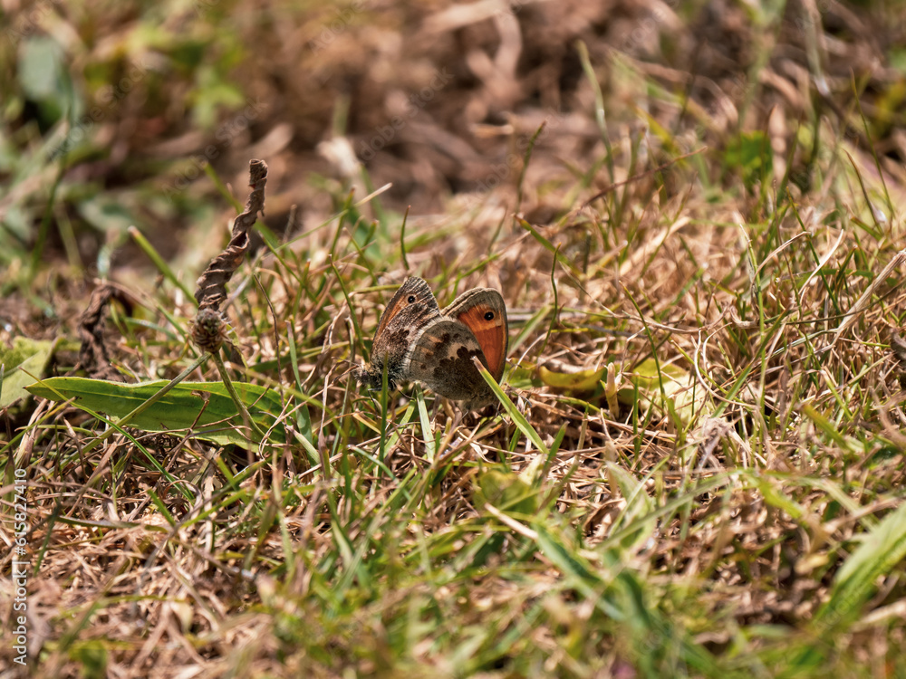Small Heath Butterflies Mating in Short Grass