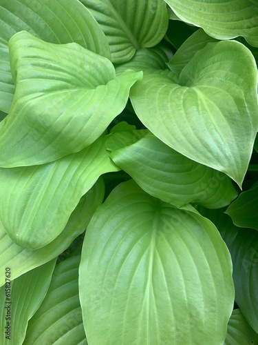 green leaves background