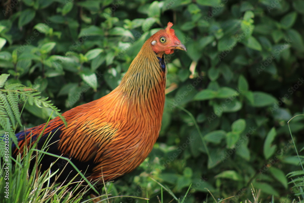 Fototapeta premium Sri Lankan Junglefowl Rooster Standing in Lush Green Forest Habitat