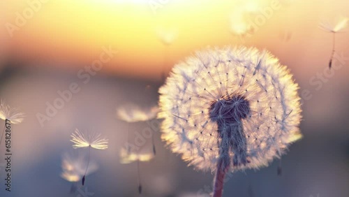 Super slow motion of bloomed dandelion with flying seeds in sunset. Filmed on high speed cinema camera, 1000 fps. Beautiful moody soft sunset light.