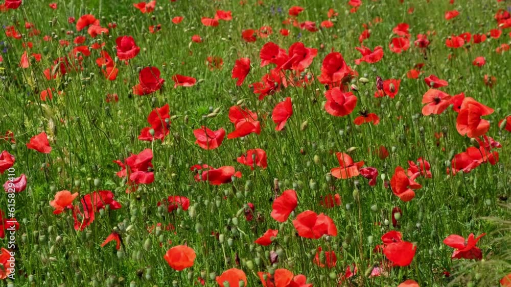 Walk in the poppy field. Camera moves between the flowers of red and white poppies. Walk in the poppy field. Camera moves between the flowers of red and white poppies.