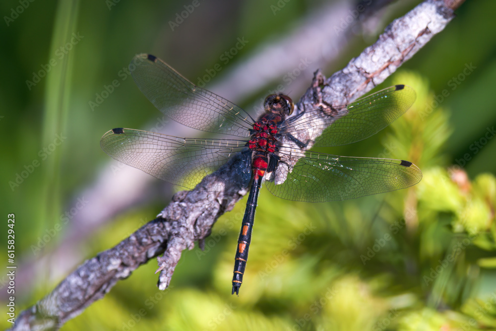 northern white-faced darter in a high moor a nature reserve at a sunny summer day northern white-faced darter in a high moor a nature reserve at a sunny summer day
