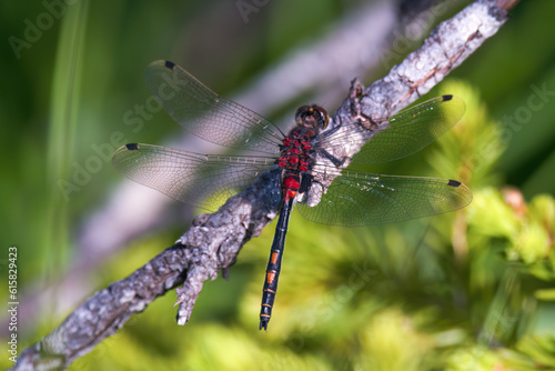 northern white-faced darter in a high moor a nature reserve at a sunny summer day