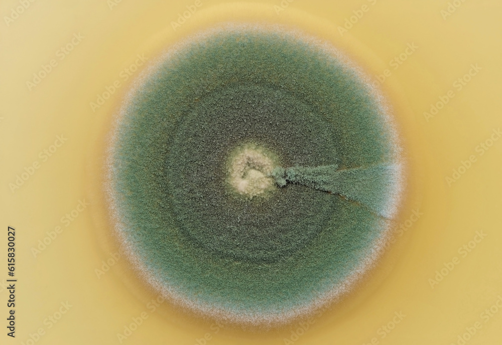 A colony of a common fungus seen at high magnification A colony of a common fungus seen at high magnification
