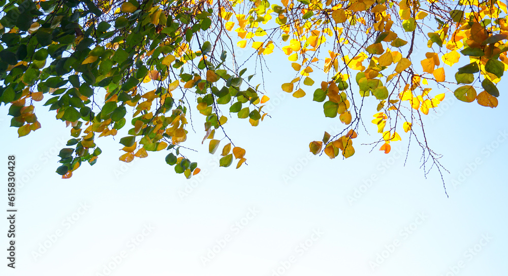 Yellow leaves piled up on the ground Yellow leaves piled up on the ground