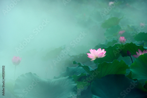 Summer, the lotus in the lotus pool is blooming in the fog.