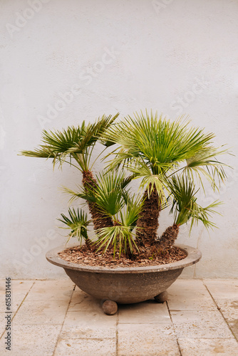 Vertical photo of nice small palm trees on vase outdoor.