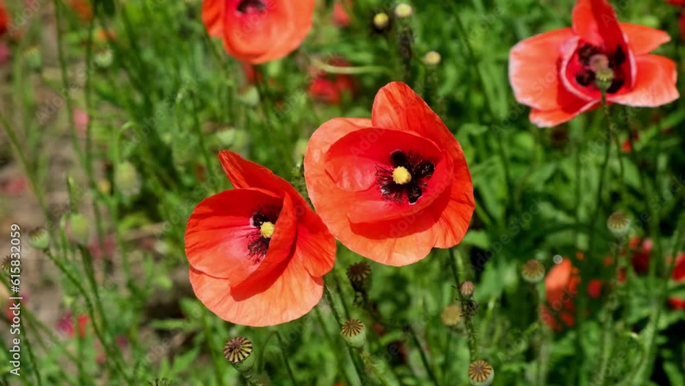 Red poppies flowers bloom swaying on blue sky close up from wind in meadow in national reserve in spring slow motion at sunset in sun lens flares. Go Everywhere. Nature concept Red poppies flowers bloom swaying on blue sky close up from wind in meadow in national reserve in spring slow motion at sunset in sun lens flares. Go Everywhere. Nature concept