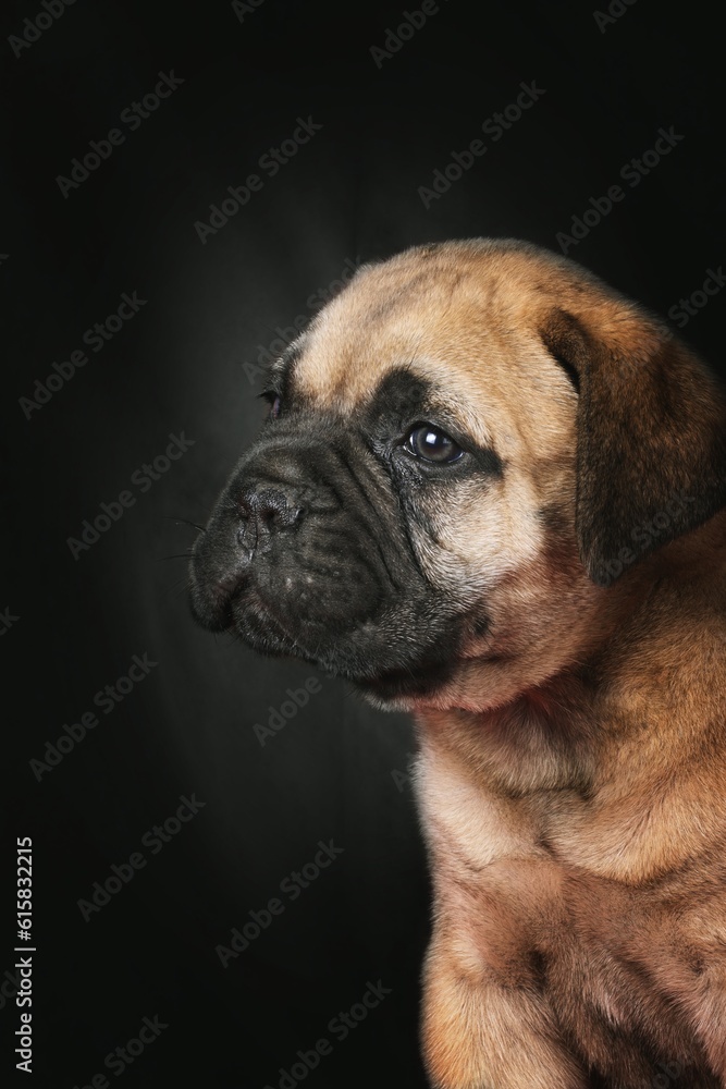 portrait of a puppy bullmastiff 