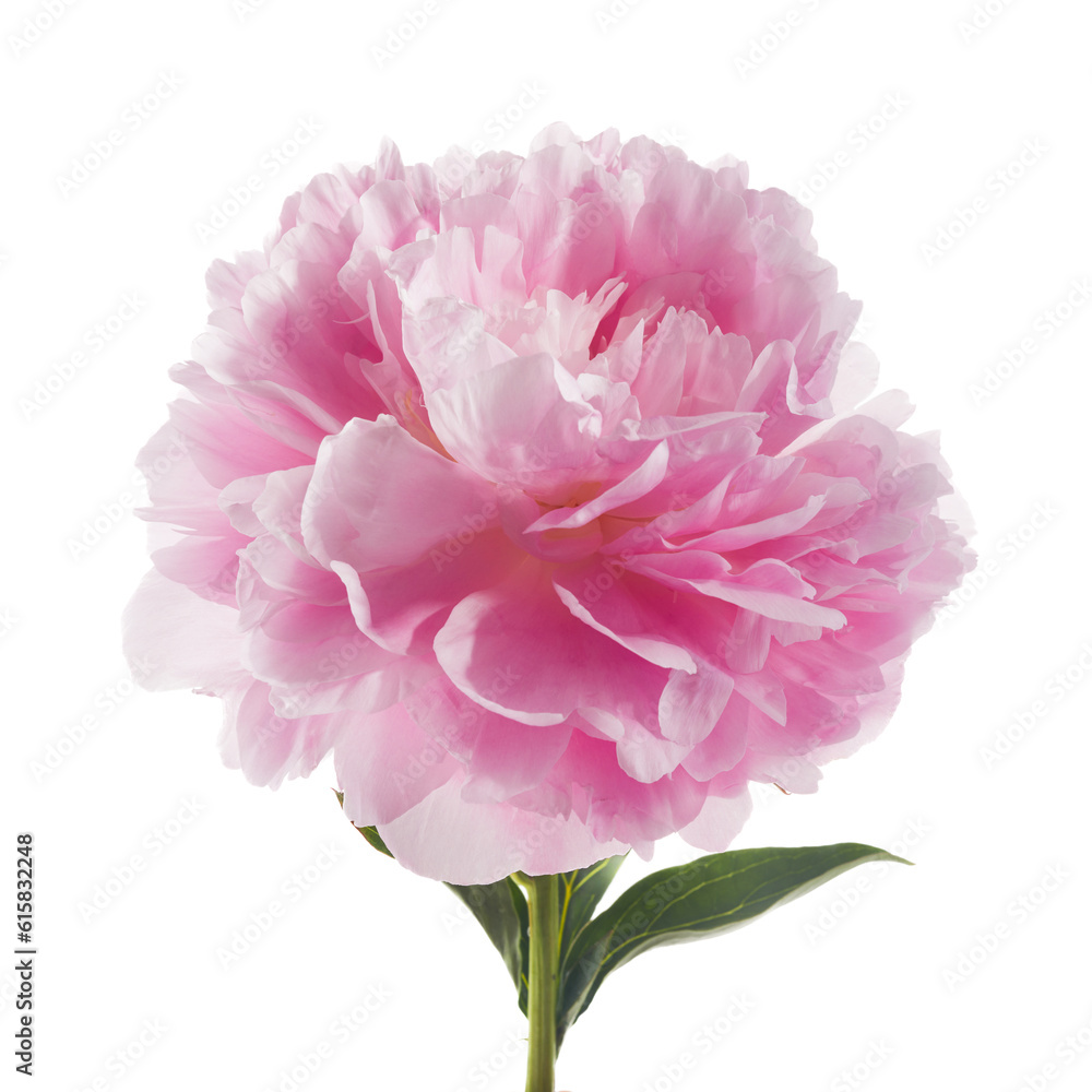 Pink peony flower isolated on white background Pink peony flower isolated on white background