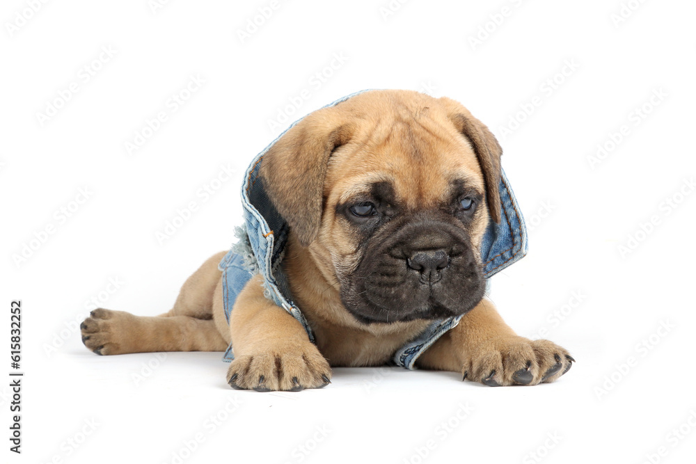 puppy with a retro-style denim jacket on a white background 