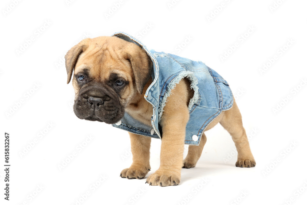 puppy with a retro-style denim jacket on a white background 