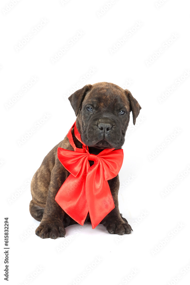 puppy with ribbon bow around neck puppy with ribbon bow around neck
