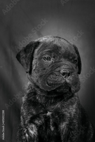 puppy bullmastiff on black and white in studio shot 