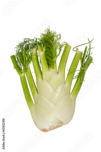 fresh fennel plant isolated over transparent background