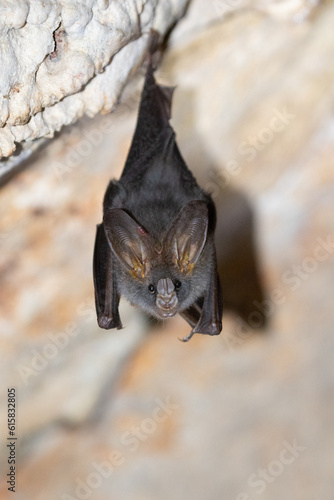Esser false vampire bat
