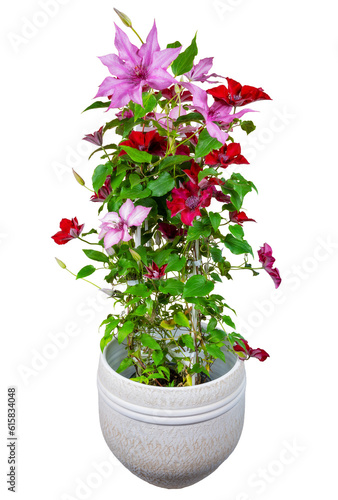 Isolated potted clematis flower