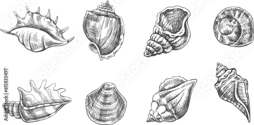 Seashells,  ammonite vector set. Hand drawn sketch illustration. Collection of realistic sketches of various molluscs sea shells of various shapes isolated on white background.