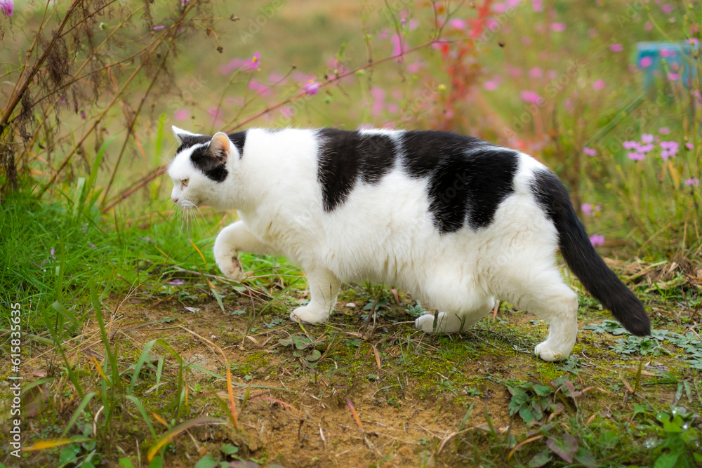 ぽっちゃりおデブな白黒猫_あぜを歩く