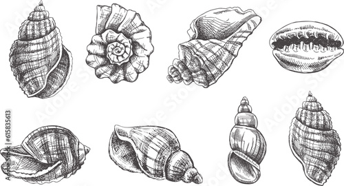 Seashells, ammonite vector set. Hand drawn sketch illustration. Collection of realistic sketches of various molluscs sea shells of various shapes isolated on white background.