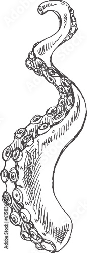 Hand drawn sketch of octopus tentacle. Vector aquatic monochrome  illustration isolated on white background..