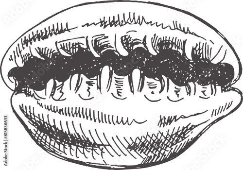 Hand drawn sketch of seashell, clam, conch. Scallop sea shell, sketch style vector illustration isolated on white background..