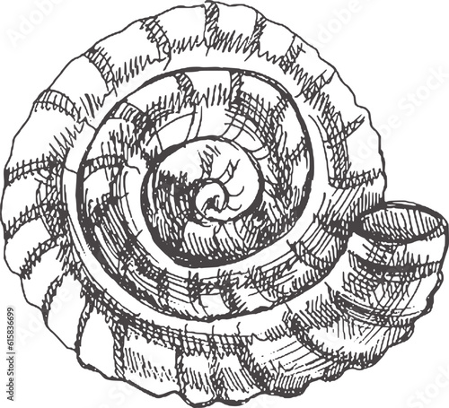 Hand drawn sketch of  prehistoric ammonite, seashell. Sketch style vector illustration isolated on white background..