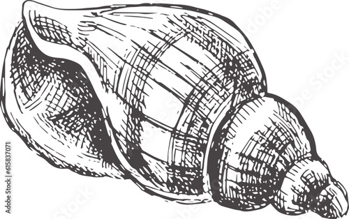 Hand drawn sketch of seashell, clam, conch. Scallop sea shell, sketch style vector illustration isolated on white background..