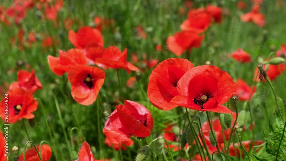 Slow motion. Field of wild poppies, beautiful summer rural landscape. Fresh green meadow with bright red flowers, sunny day. Slow motion. Field of wild poppies, beautiful summer rural landscape. Fresh green meadow with bright red flowers, sunny day.