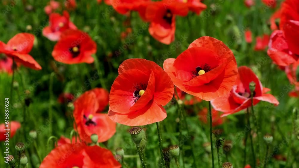 Slow motion. Field of wild poppies, beautiful summer rural landscape. Fresh green meadow with bright red flowers, sunny day. Slow motion. Field of wild poppies, beautiful summer rural landscape. Fresh green meadow with bright red flowers, sunny day.