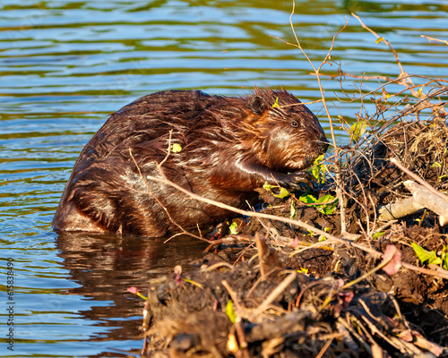 Beaver Photo and Image. Close-up view building a beaver dam in a water stream flow enjoying its environment and habitat surrounding. ©  Aline