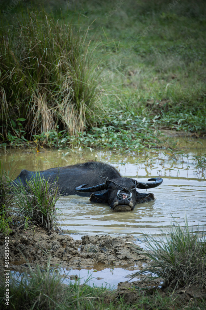 Fototapeta premium Close up shot of a mother carabao (Bubalus bubalis), a species of water buffalo, wallowing in muddy water in the Philippines. Close up shot on rope harness in his nose.